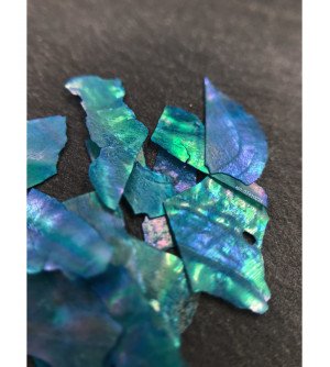 Ракушка натуральная бирюза 09