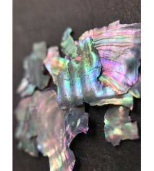 Ракушка натуральная серая 03