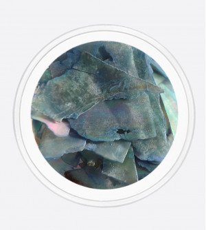 Ракушка натуральная серо-голубая 05