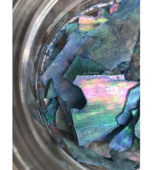 Ракушка натуральная серо-голубая 05